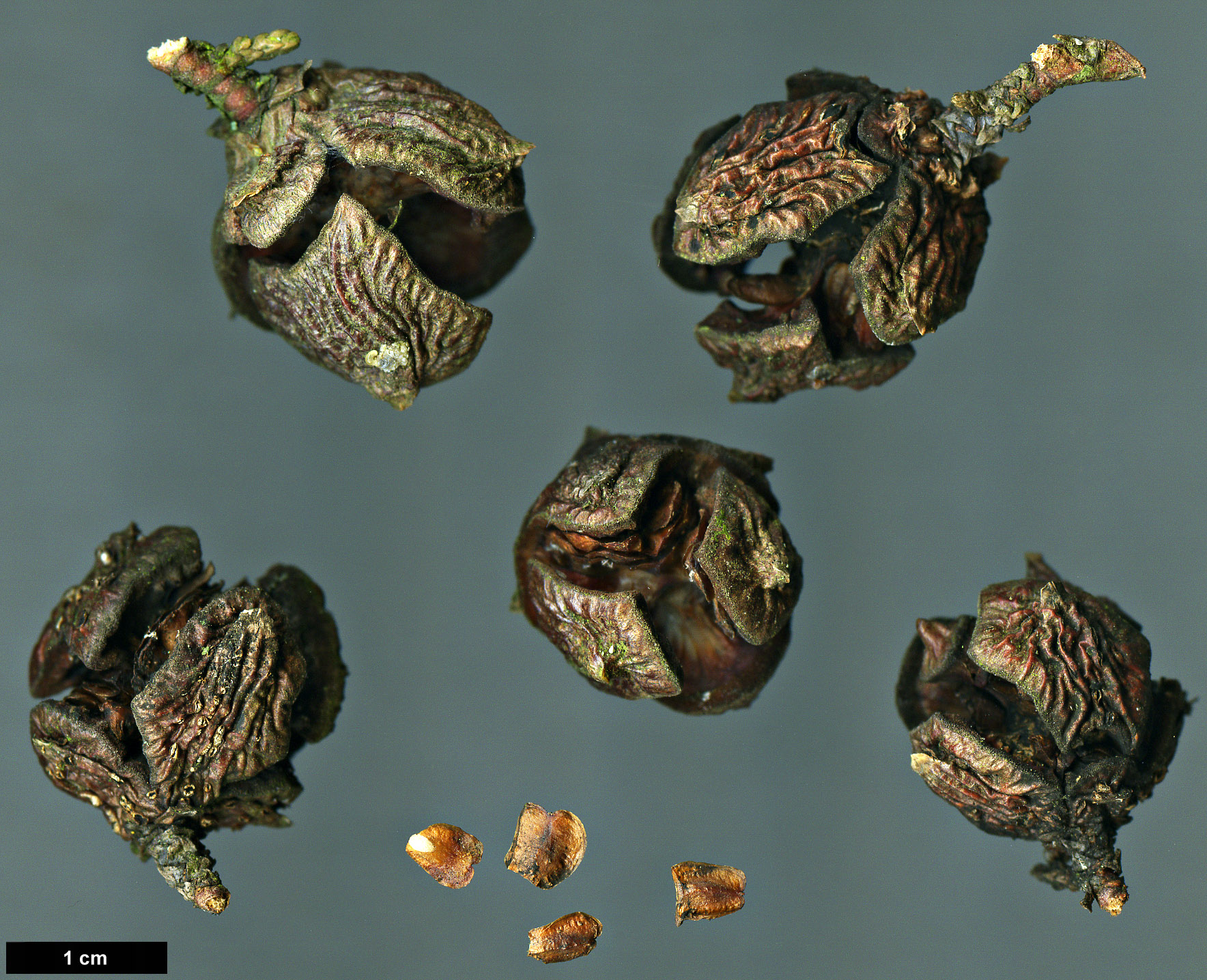 High resolution image: Family: Cupressaceae - Genus: Cupressus - Taxon: arizonica - SpeciesSub: var. stephensonii